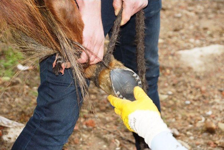 Randevu İle Nal Çakıyor G2