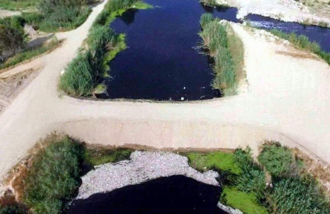 Balıklar Zehirlenmeden Değil Oksijen Yetersizliğinden &Ouml;lm&uuml;ş