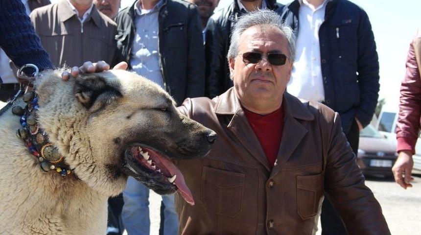 Sivas İlginç Bir Yarışmaya Ev Sahipliği Yaptı