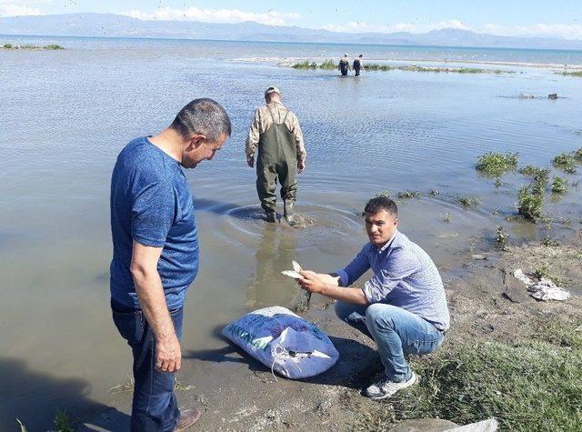 Van’ın Erciş İlçesinde İnci Kefali Operasyonu