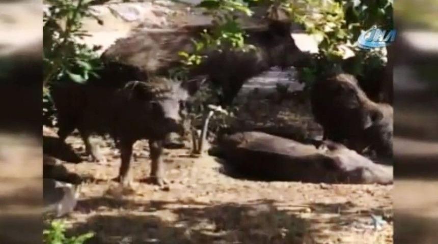 Site Bah&ccedil;esine Giren Domuzlar Vatandaşları Tedirgin Etti