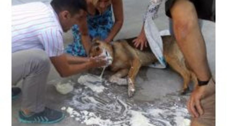 Bodrum&rsquo;da Hayvan Katliamı