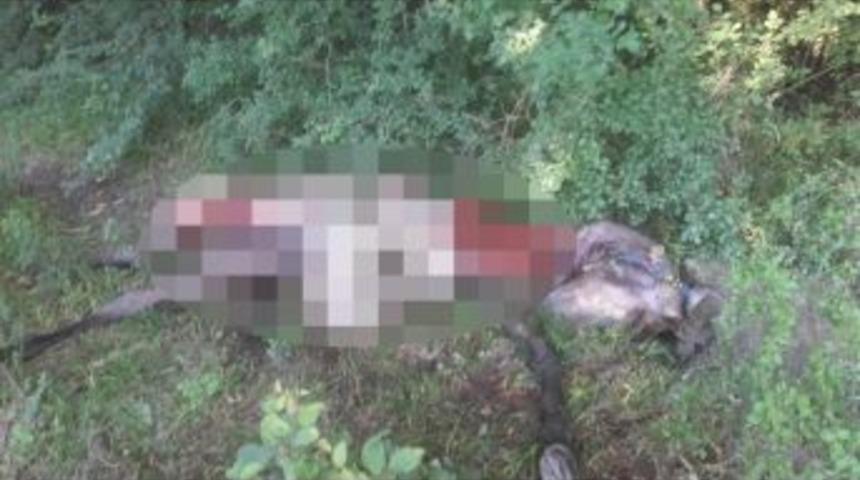 A&ccedil; Kurtlar Atı Par&ccedil;aladı