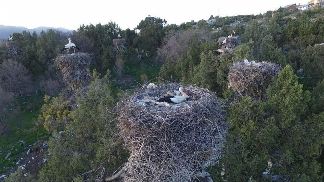 Leylekler Vadisi&rsquo;ndeki Yuvalardan D&uuml;nyaya Canlı Yayın