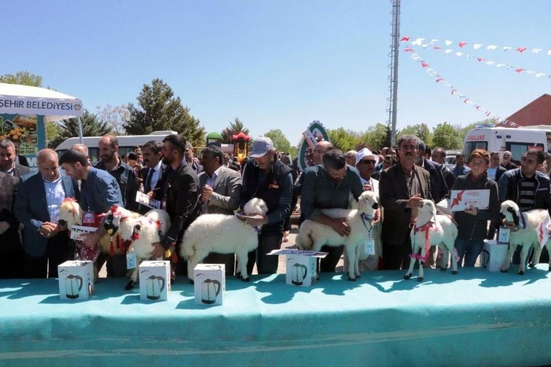 Malatya&rsquo;da &lsquo;en G&uuml;zel Kuzu&rsquo; Yarışması