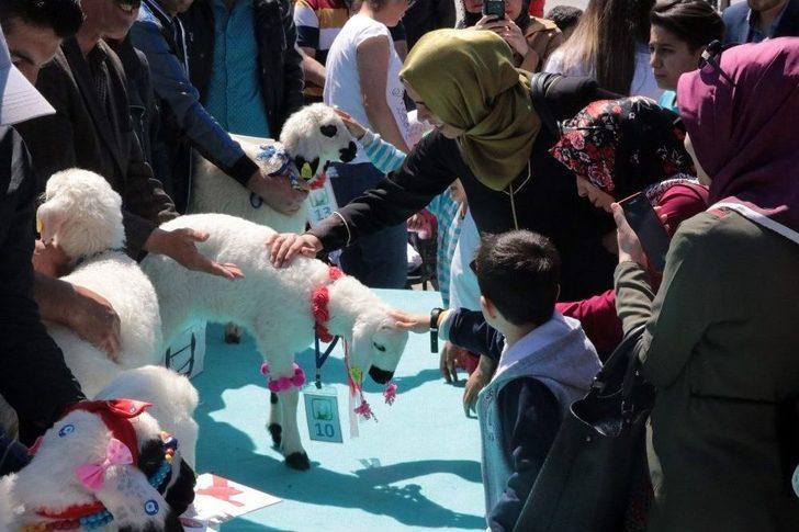 Malatya’da ‘en Güzel Kuzu’ Yarışması G1