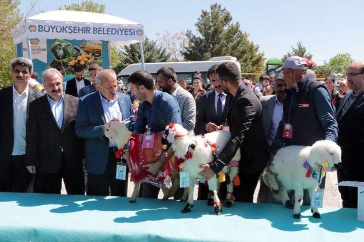 Malatya’da ‘en Güzel Kuzu’ Yarışması G3