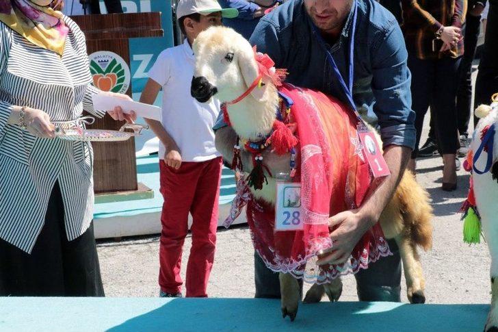 Malatya’da ‘en Güzel Kuzu’ Yarışması G4