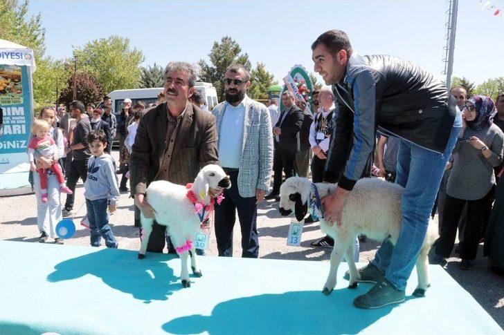 Malatya’da ‘en Güzel Kuzu’ Yarışması G5