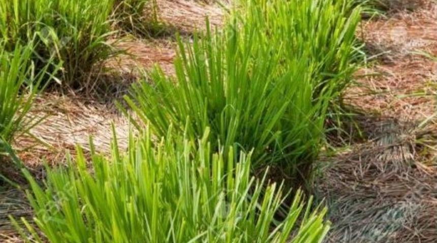 Ordu, Limon Otu İle Ferahlayacak