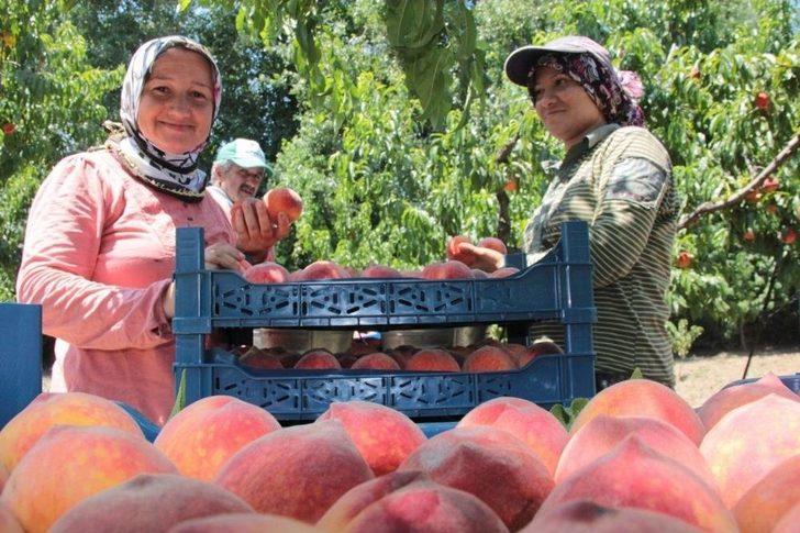 (özel) Bursa’da Şeftali Hasadı Ve Fiyatları Yüzleri Güldürdü G1