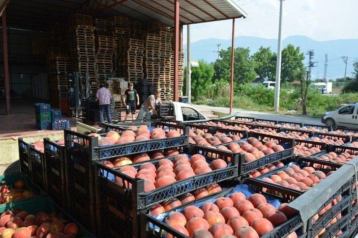 (özel) Bursa’da Şeftali Hasadı Ve Fiyatları Yüzleri Güldürdü G3