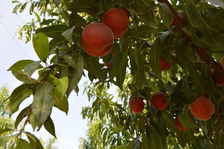 (özel) Bursa’da Şeftali Hasadı Ve Fiyatları Yüzleri Güldürdü G4