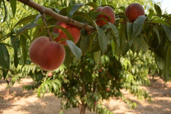 (özel) Bursa’da Şeftali Hasadı Ve Fiyatları Yüzleri Güldürdü G5