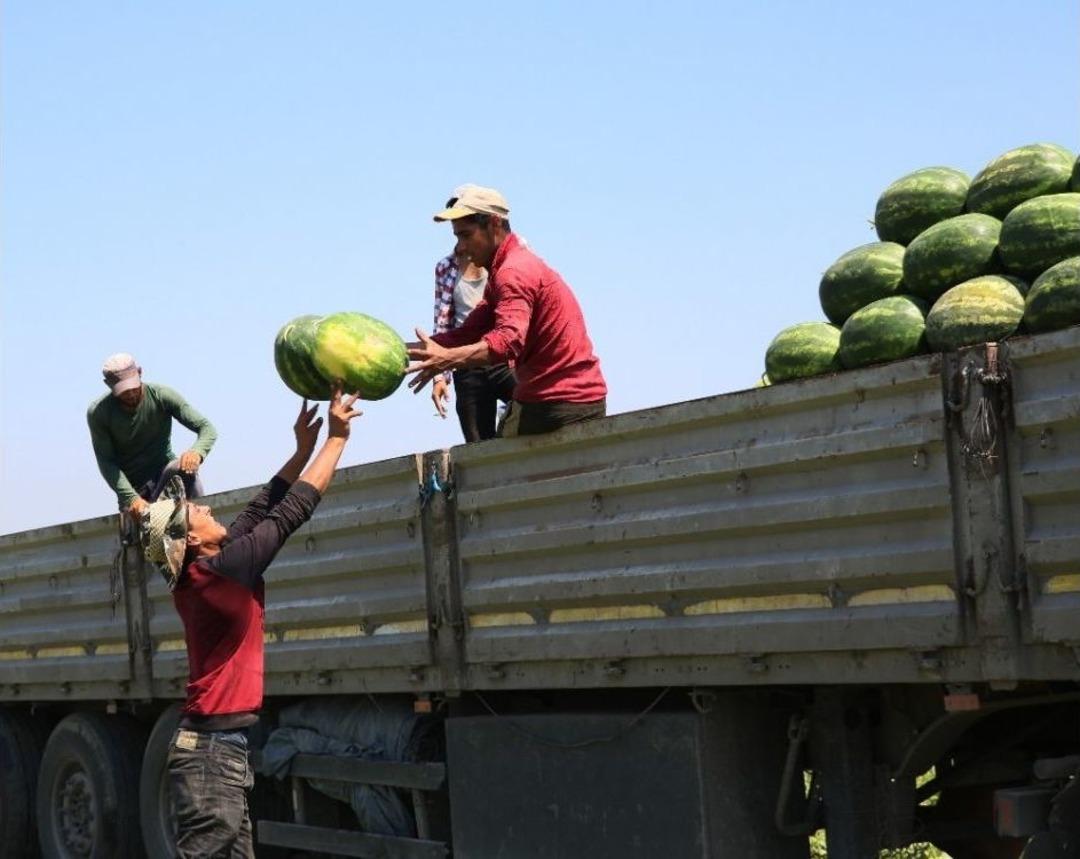 Karpuzun Rusya&rsquo;ya İhracat Beklentisinde Hayal Kırıklığı