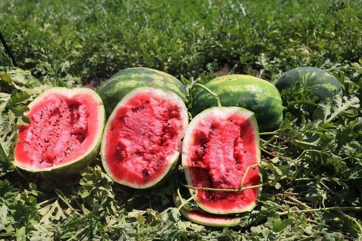 Karpuzun Rusya’ya İhracat Beklentisinde Hayal Kırıklığı G1