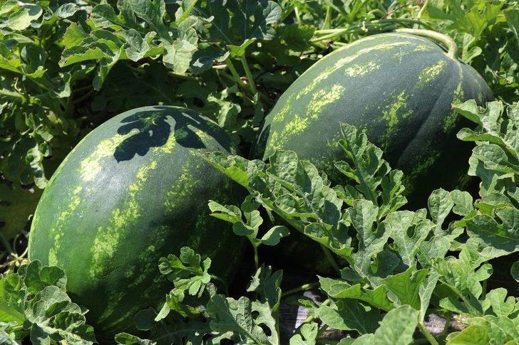 Karpuzun Rusya’ya İhracat Beklentisinde Hayal Kırıklığı G3