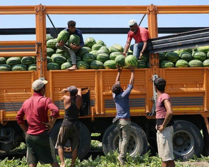 Karpuzun Rusya’ya İhracat Beklentisinde Hayal Kırıklığı G4