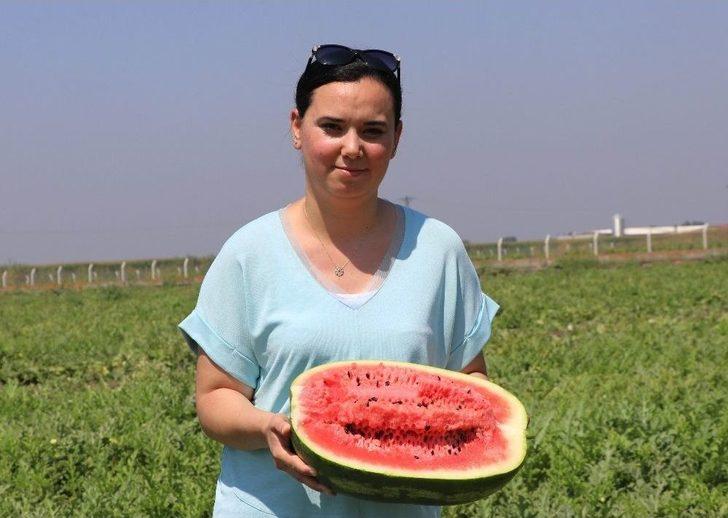 Karpuzun Rusya’ya İhracat Beklentisinde Hayal Kırıklığı G5