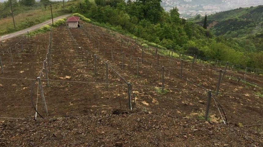 B&uuml;y&uuml;kşehir&rsquo;den Kocaeli&rsquo;de Kivi &Uuml;retimine Destek