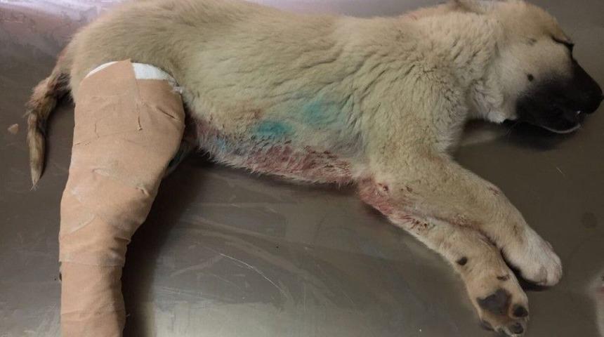 Kazada Yaralanan K&ouml;pek Tedavi Altına Alındı