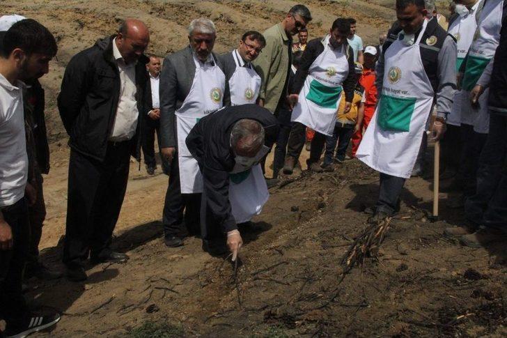 Yanan Orman Alanları Ağaçlandırılıyor G5