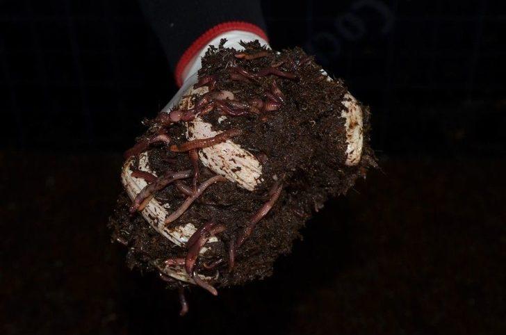 Ayda 3 Ton Organik Solucan Gübresi Üretiyor G3