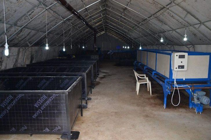 Ayda 3 Ton Organik Solucan Gübresi Üretiyor G5