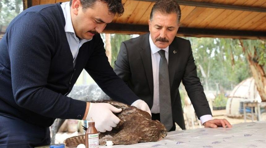 Yaralı Şahine Belediye Ekipleri Sahip &Ccedil;ıktı