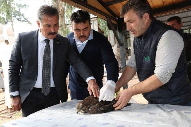 Yaralı Şahine Belediye Ekipleri Sahip Çıktı