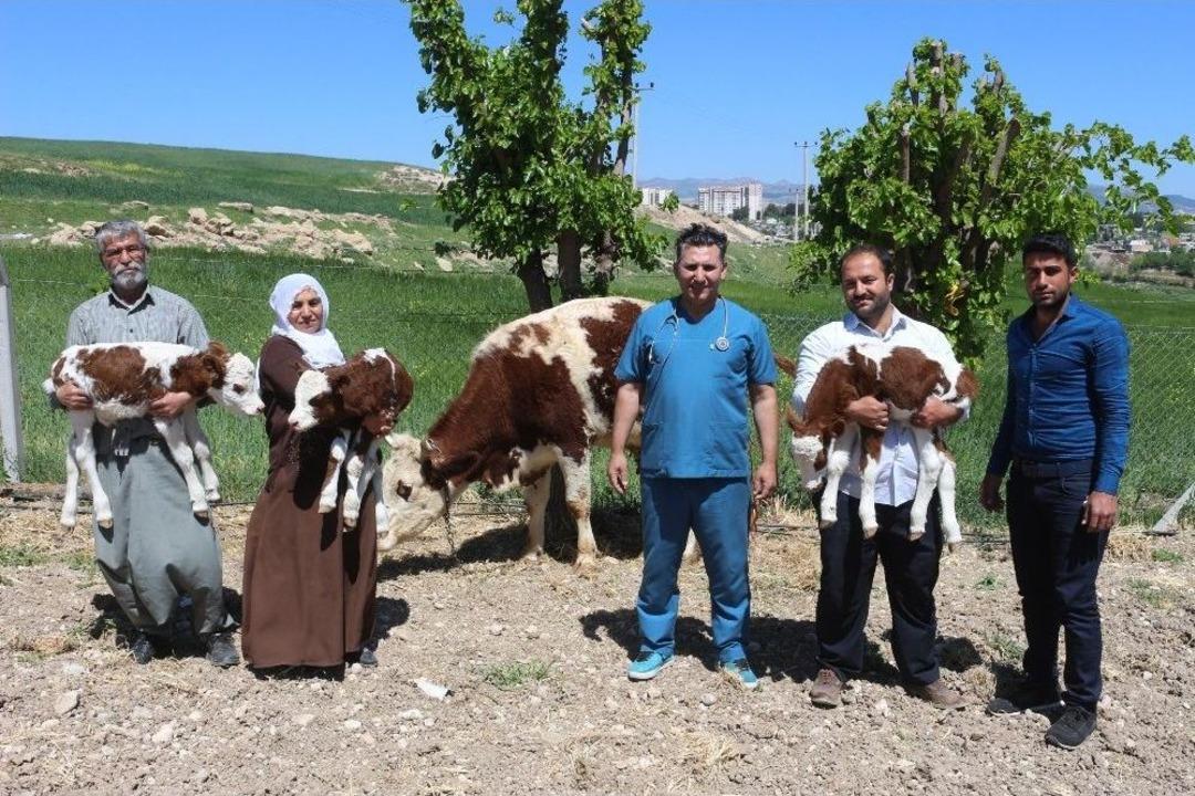 (&ouml;zel) Suni Tohumlamayla &Uuml;&ccedil;&uuml;z Doğuran İnek Sahiplerini Sevindirdi