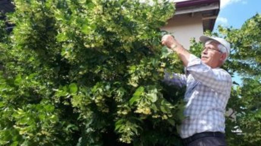 Ihlamur Hasadı Başladı