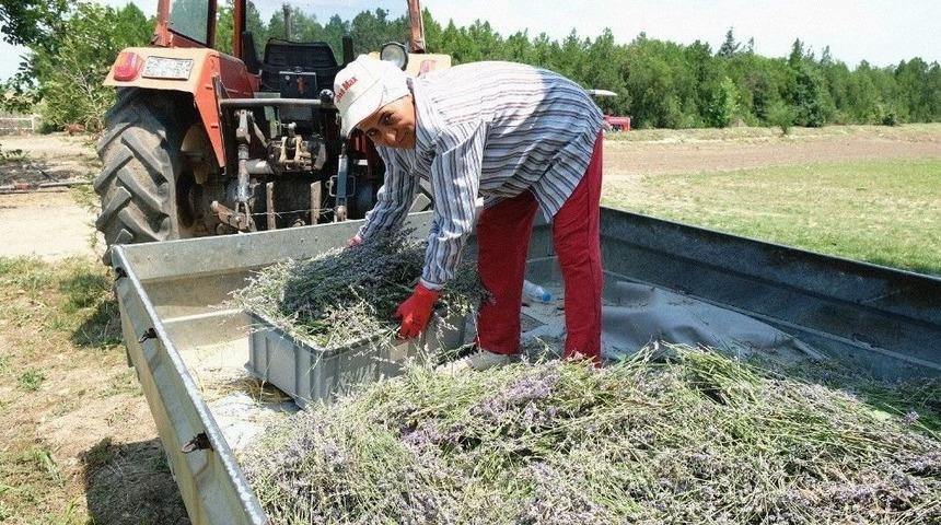 Edirne&rsquo;de "lavanta G&uuml;nleri"