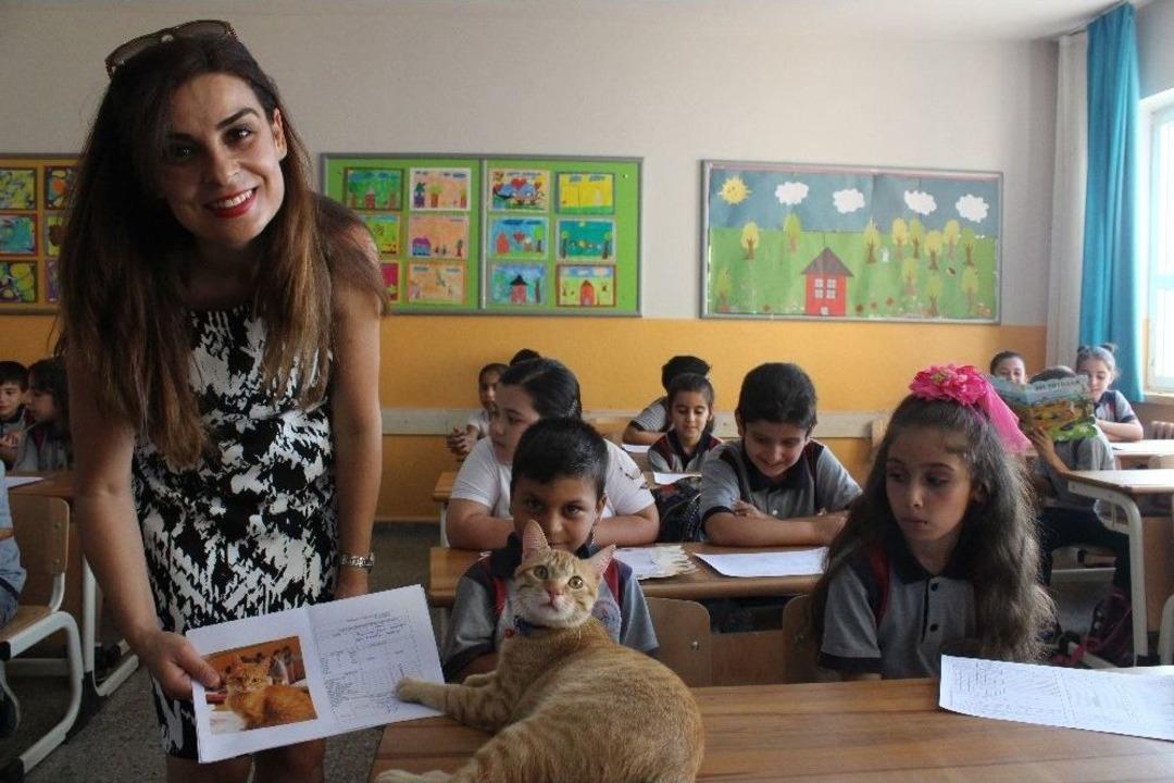(&ouml;zel) Fenomen Kedi Tombi&rsquo;nin Dersleri &rsquo;pekiyi&rsquo;