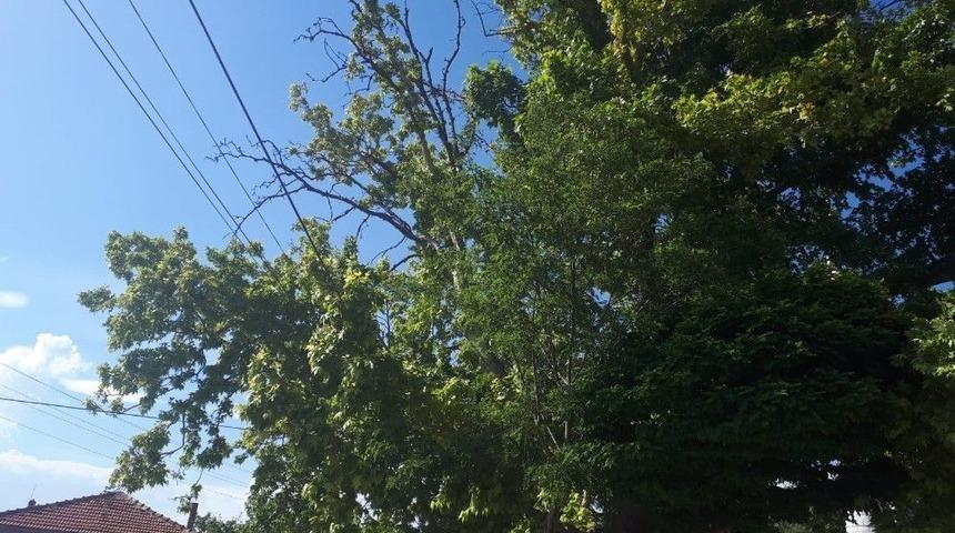 2 Asırlık &Ccedil;ınarın Kuruyan Dalları Tehlike Sa&ccedil;ıyor