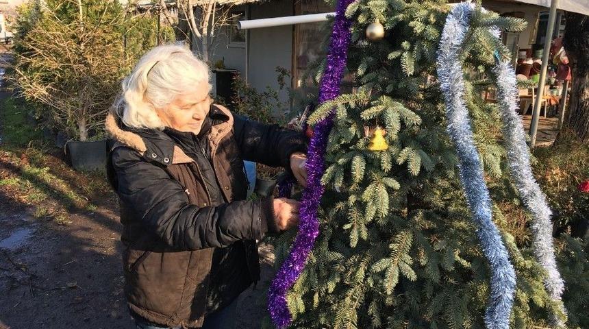Botanik&ccedil;ilerden Yılbaşında &Ccedil;am Kesmeyin, "dikin" &Ccedil;ağrısı