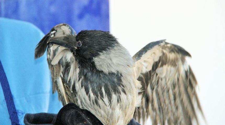 K&ouml;pek Ve Kedilerle Beraber Tedavi G&ouml;ren Karga, Kedi Gibi &Ouml;ks&uuml;r&uuml;p, K&ouml;pek Gibi Havlıyor