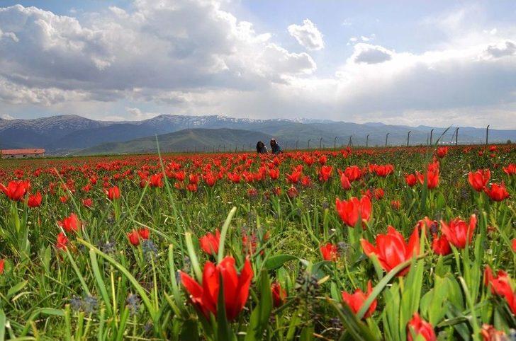 Muş Lalesi Göz Kamaştırıyor G1