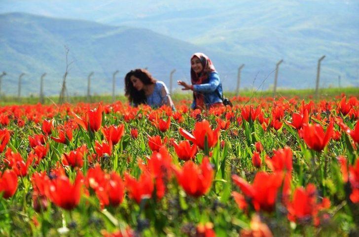 Muş Lalesi Göz Kamaştırıyor G2