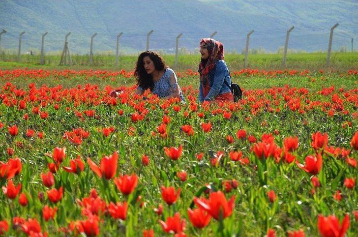 Muş Lalesi Göz Kamaştırıyor G3