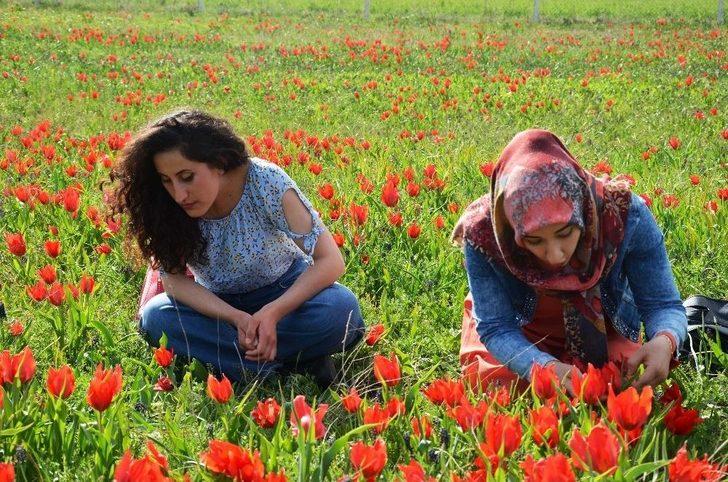 Muş Lalesi Göz Kamaştırıyor G4