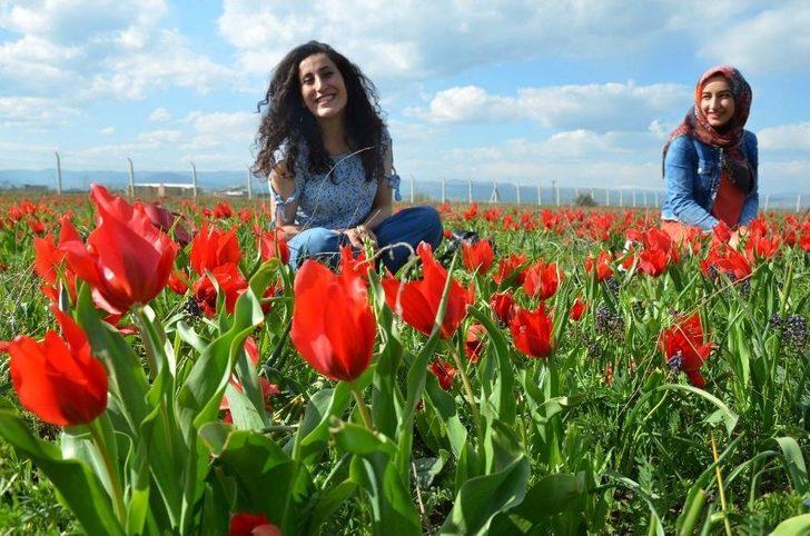 Muş Lalesi Göz Kamaştırıyor G5