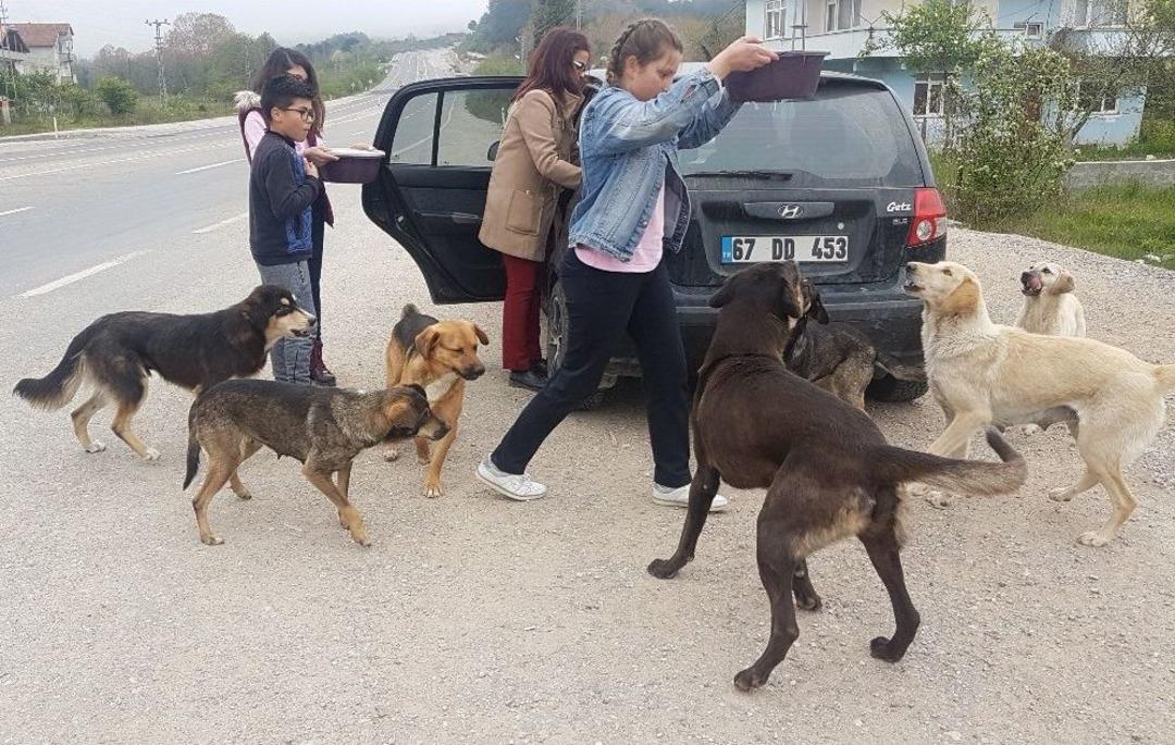 (&ouml;zel Haber) &Ouml;ğrencileri İle Sokak K&ouml;peklerine Sahip &Ccedil;ıktı