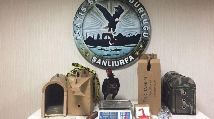 Horoz D&ouml;v&uuml;ş&uuml;ne Polis Baskını