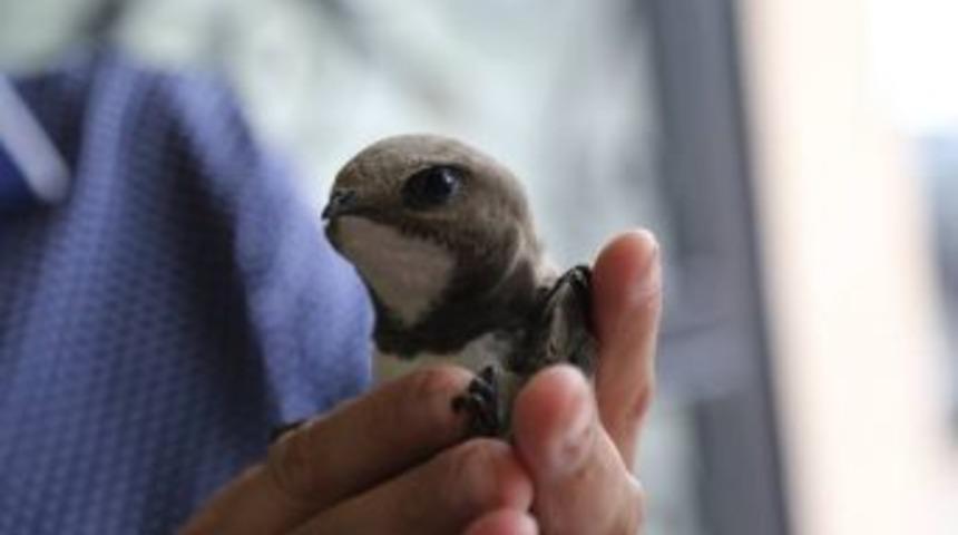 Kırklareli&rsquo;nde Ebabil Kuşu Bulundu