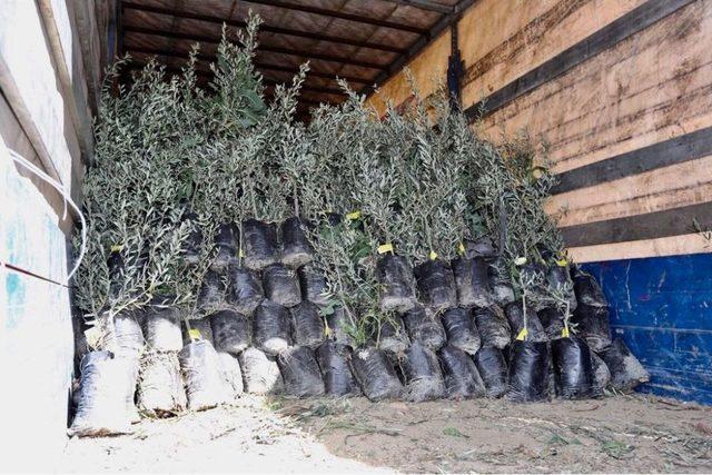 Artan Karbon Emisyonu Ağa&ccedil;landırmayla Azaltılacak 1