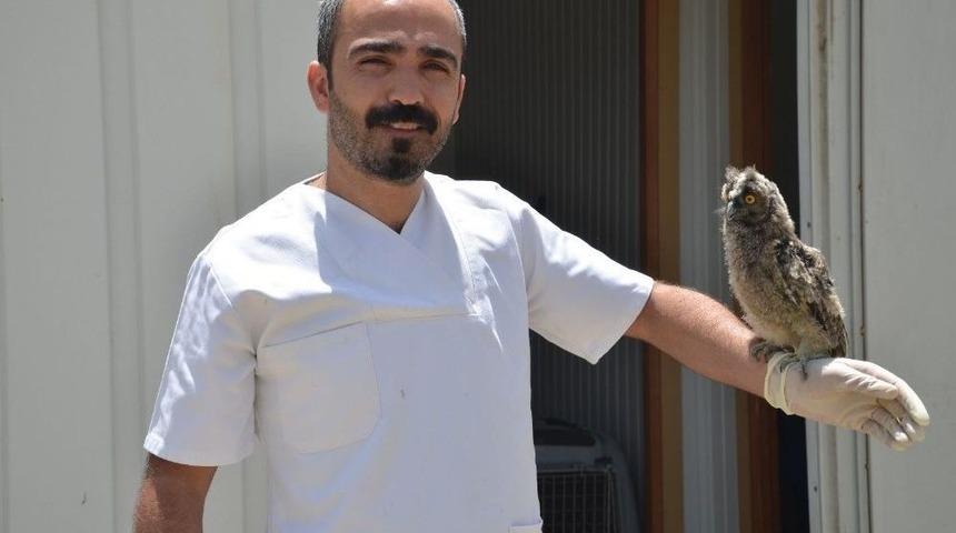Yüksekova’da Bulunan İki Yavru Baykuş Tedavi Altına Alındı