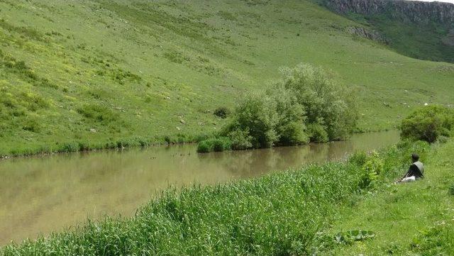 Angutlar Kars Çayını Mesken Tuttu