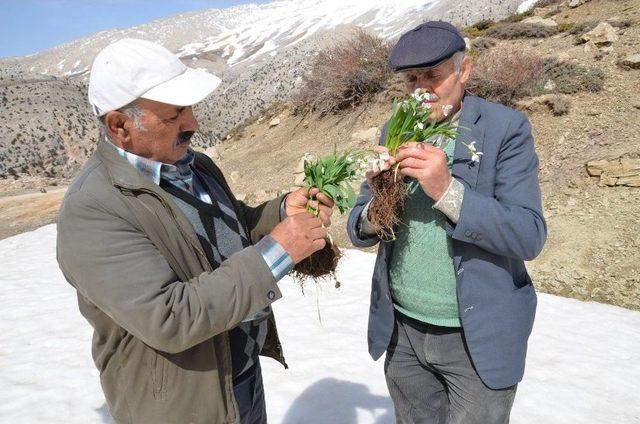 Kardelenler Koruma Altına Alındı 1