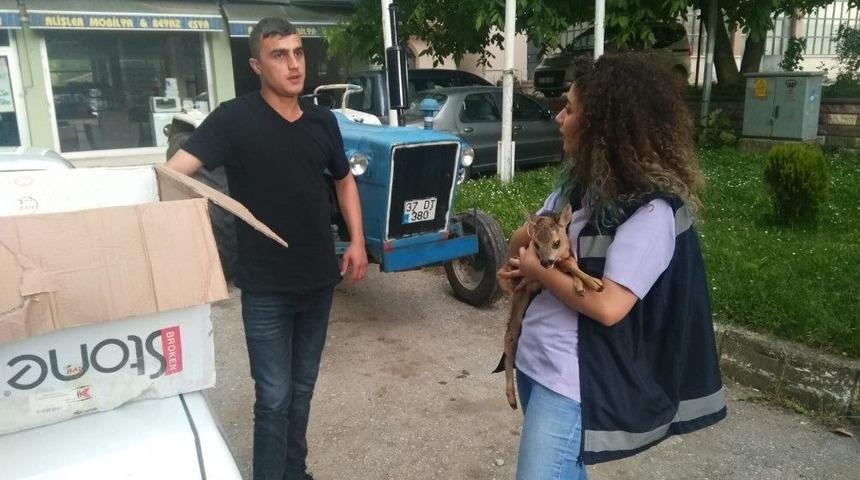 K&ouml;yl&uuml;ler Tarafından Bulunan Yavru Karaca Koruma Altına Alındı